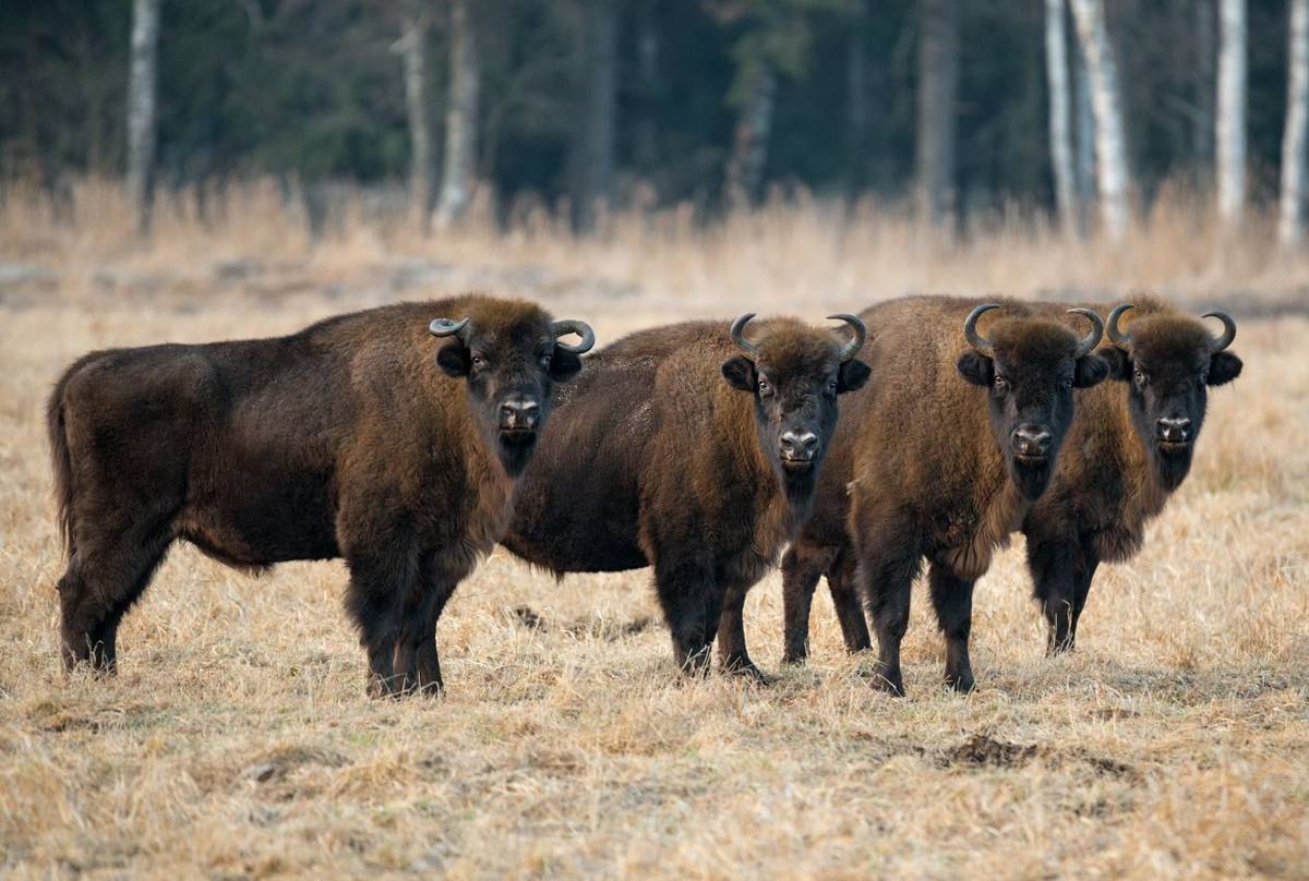 European Bison, Poland Shutterstock 471717785