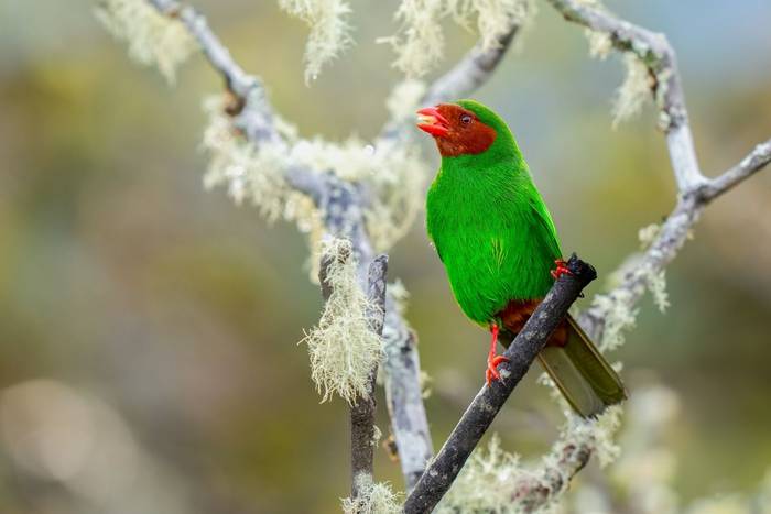 Grass-green Tanager, Bolivia
