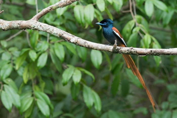 A male African Paradise Flycatcher (Terpsiphone viridis) perched on a branch
