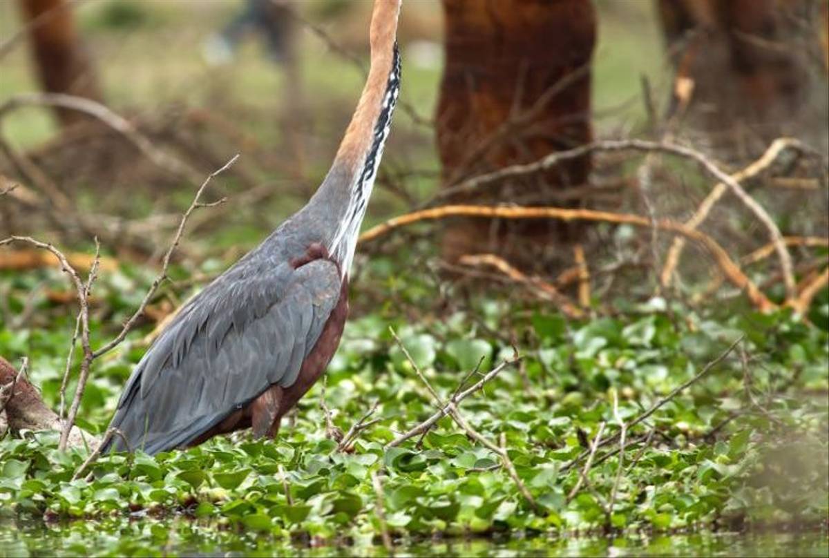 Goliath Heron (Colin Brown)
