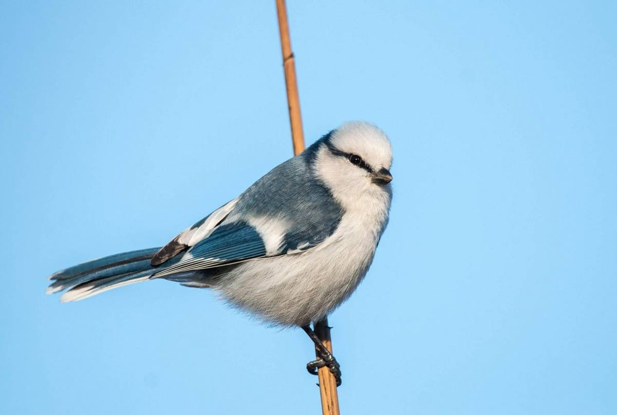 Azure Tit shutterstock_1605361690.jpg