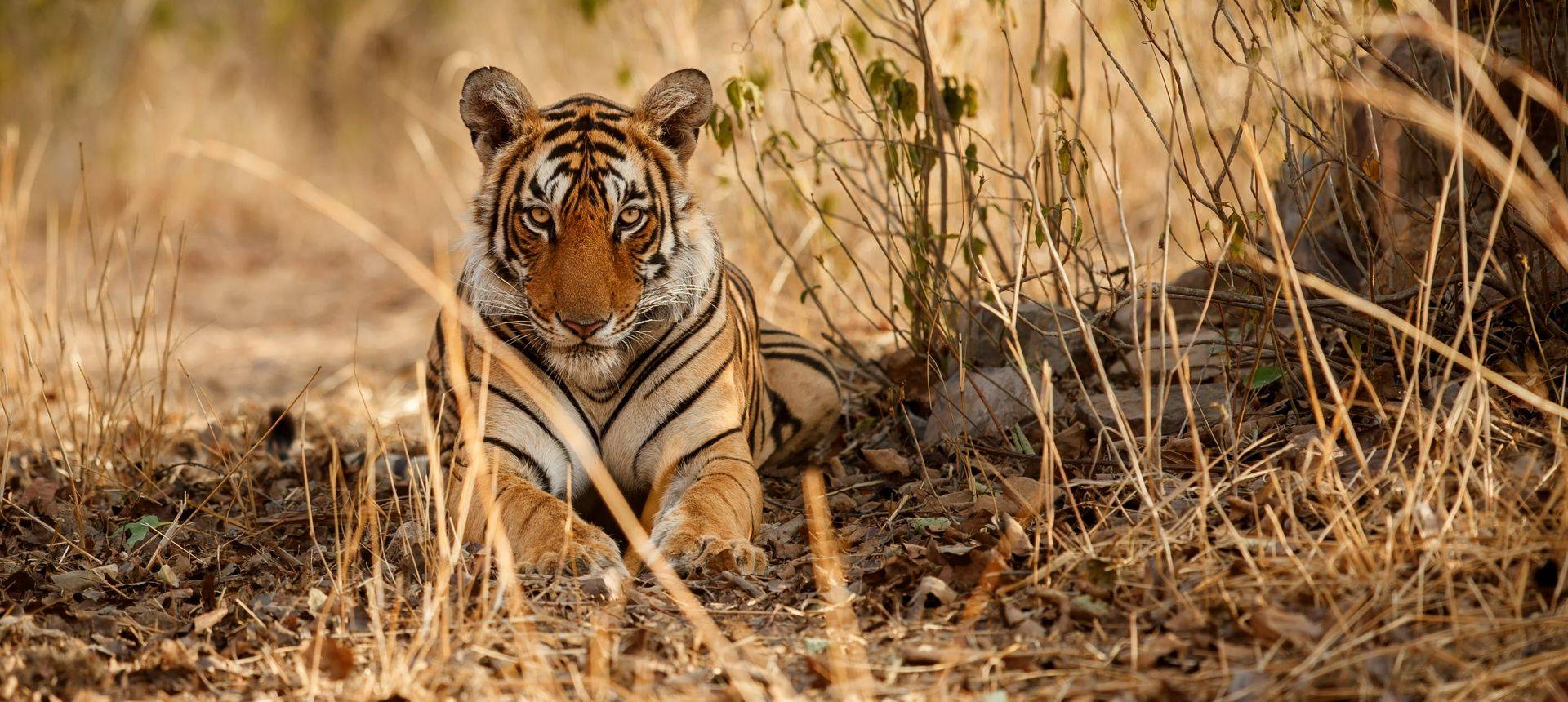 Tiger, India Shutterstock 444706489