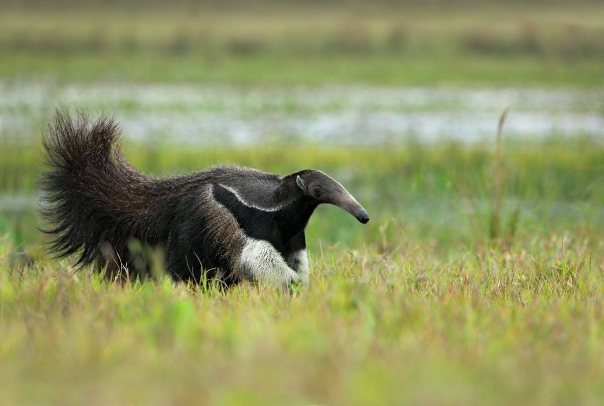 Giant Anteater Shutterstock 284321975
