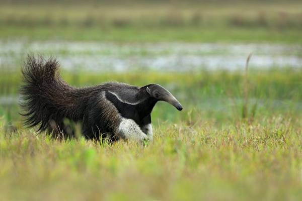 Giant Anteater Shutterstock 284321975