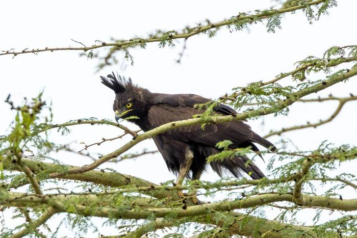 Long-crested Eagle © Carole and David Clarke, February 2026 tour