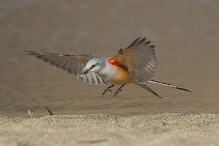 scissor-tailed flycatcher.jpg