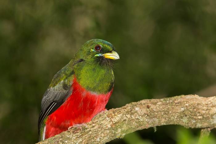 narina_trogon.jpg
