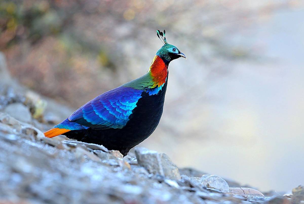 Himalayan-Monal-shutterstock_521886163.jpg