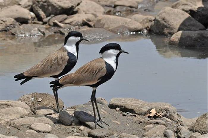 Spur-winged Plovers (Tim Melling)