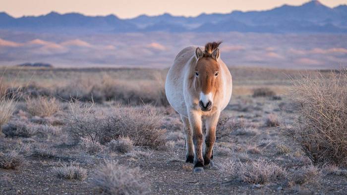 Przewalski's Horse (Soaring Expeditions)