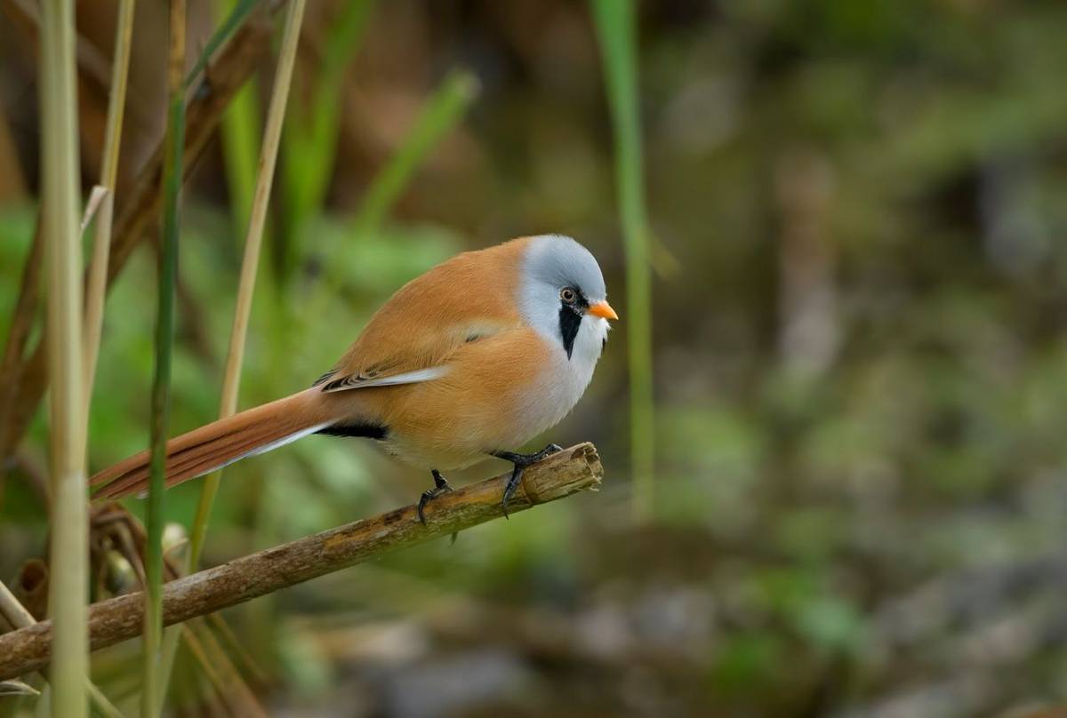 Bearded Tit, UK shutterstock_1426693667.jpg