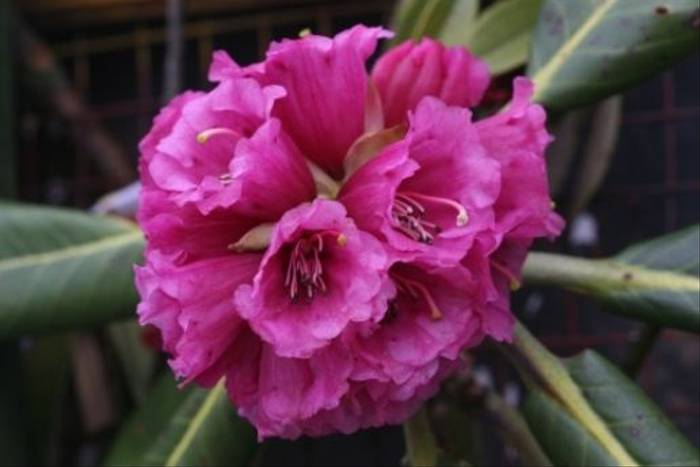 <i>Rhododendron hodgsonii</i> (David Tattersfield)