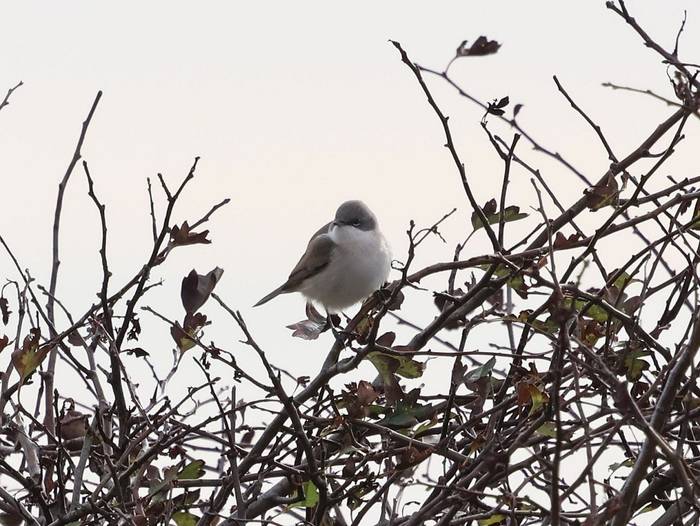 Lesser Whitethroat (Stephen Buckle).jpg