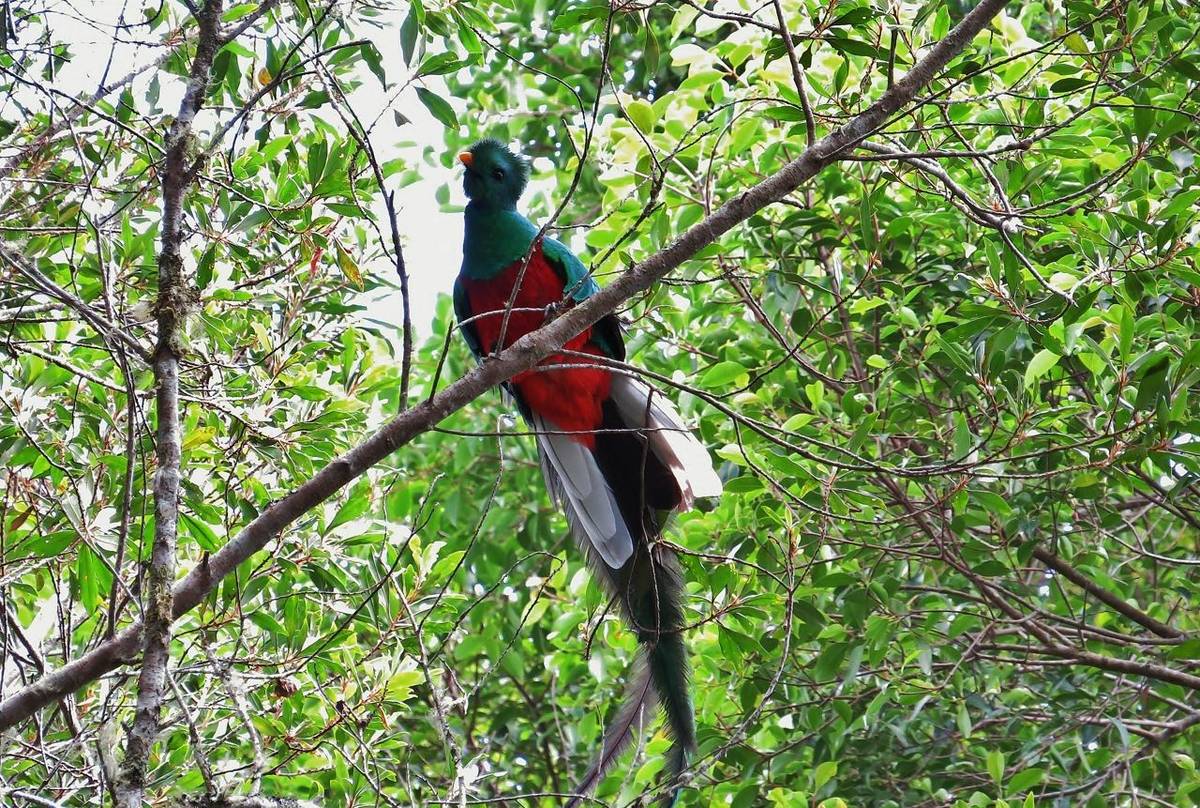 RESPLENDENT QUETZAL (6).JPG