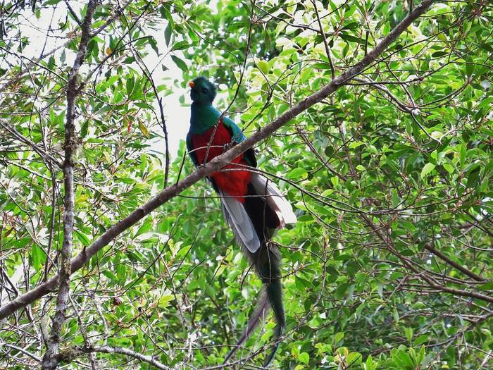 RESPLENDENT QUETZAL (6).JPG