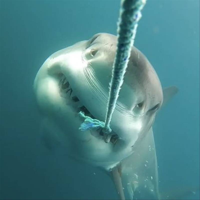 Great White Shark (George Nicholson)