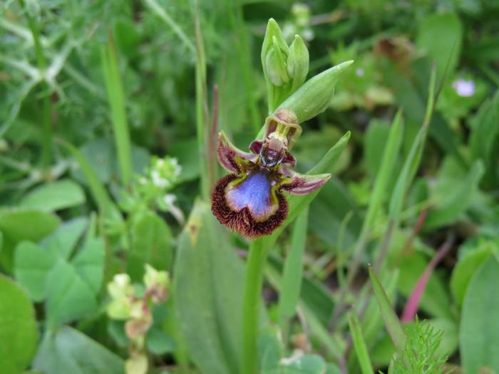 Ophrys speculum 2.JPG