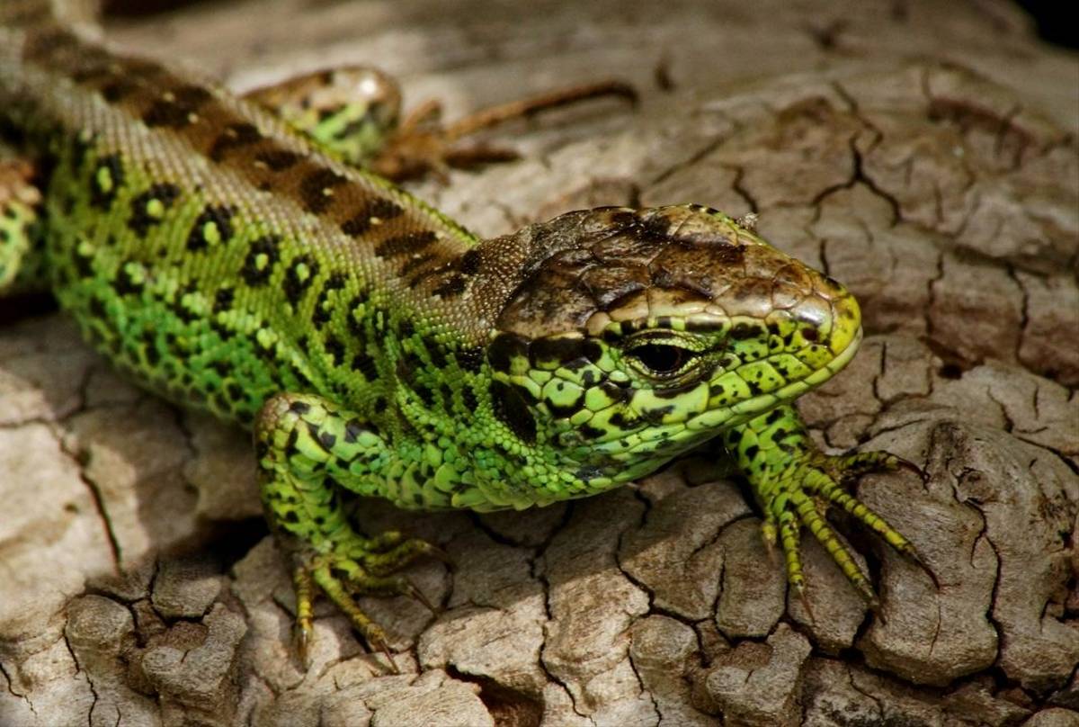 Sand Lizard (Russ Hedley).jpg