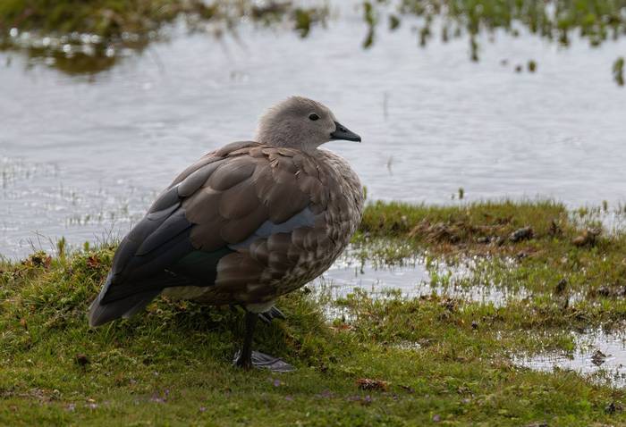 Blue-winged Goose © Chris Griffin, November 2023