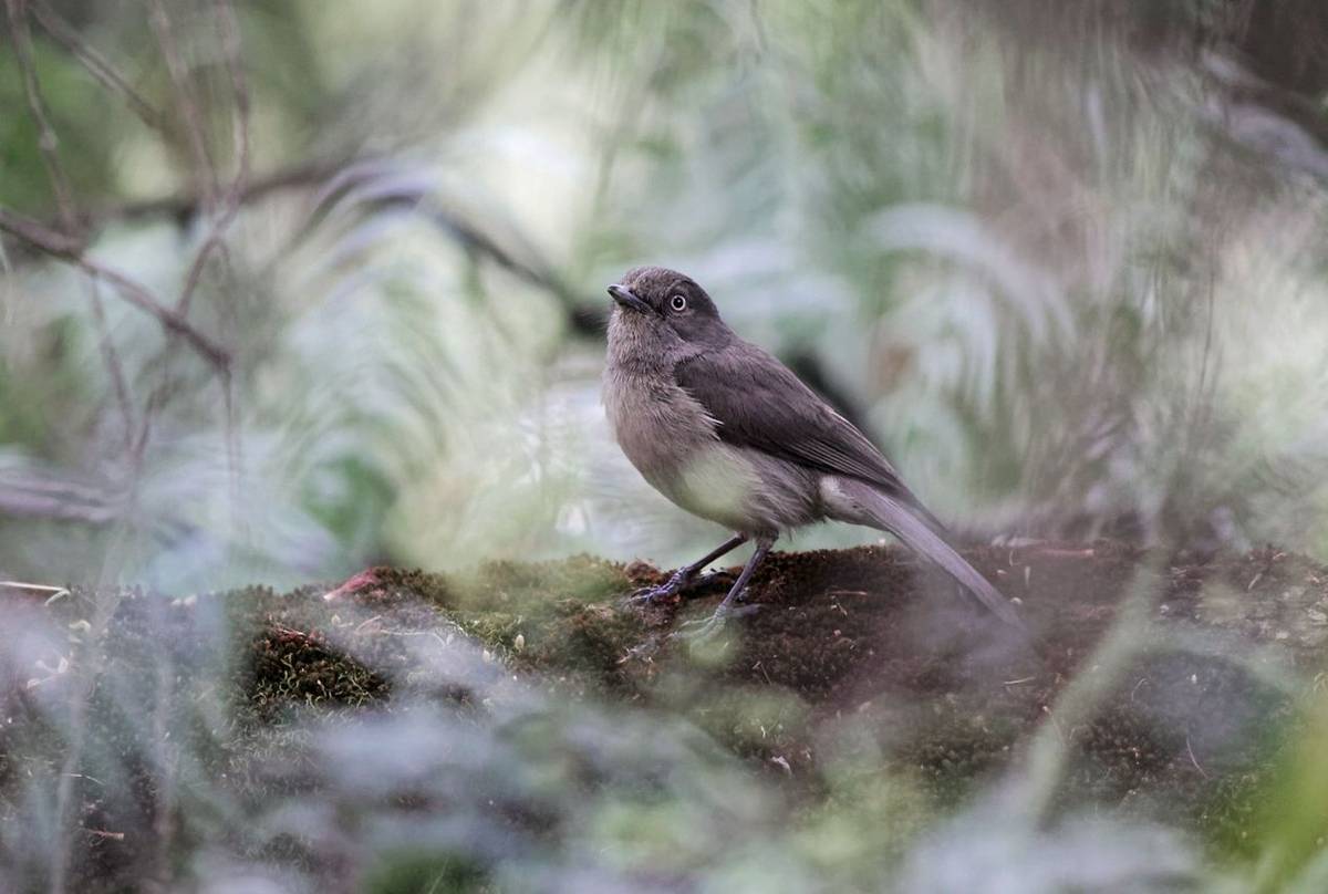 Abyssinian-Slaty-Flycatcher,-Ethiopia-shutterstock_1060091654.jpg