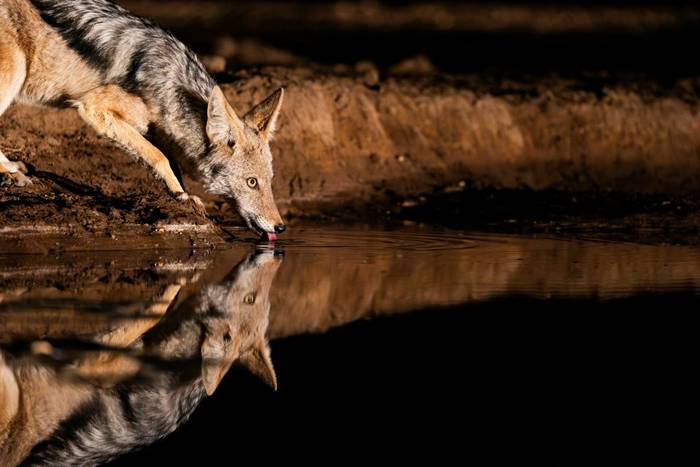 Black-backed Jackal, Namibia shutterstock_2539398547.jpg