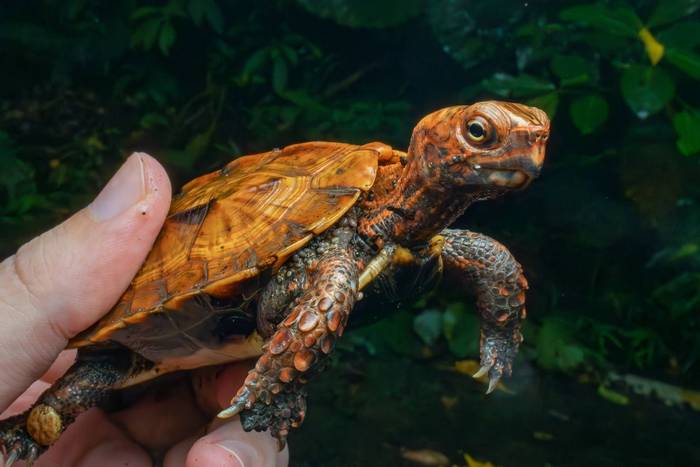 Ryukyu Black-breasted Leaf Turtle (Geoemyda japonica) © Prof. Kevin Messenger, May 2024 tour