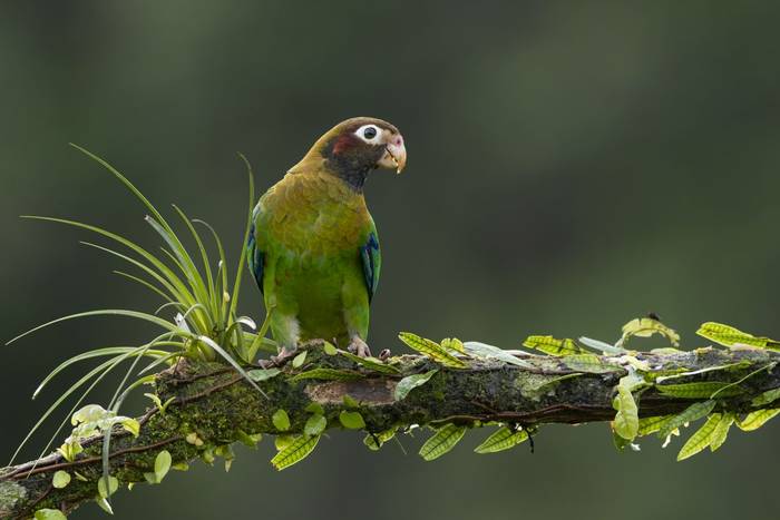 Brown-hooded Parrot © Oliver Smart, April 2026 tour