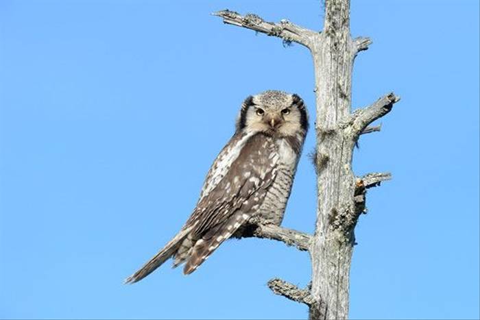 Hawk Owl (Jari Peltomaki)