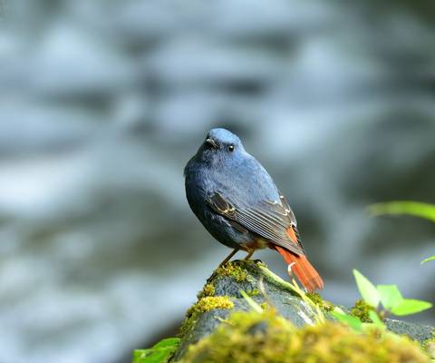 Plumbeous Water Redstart