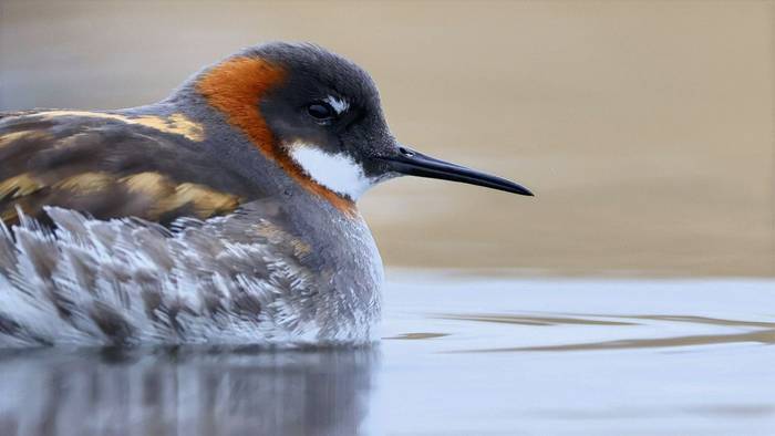 Red-necked Phalarope (Dave Jackson)