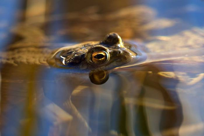 Common Toad (Bufo bufo) © Josh Phangurha