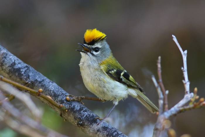 Madeiran Firecrest shutterstock_1452281291.jpg