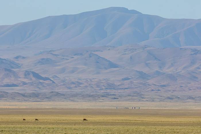 Saiga Antelope (Matthew Capper)