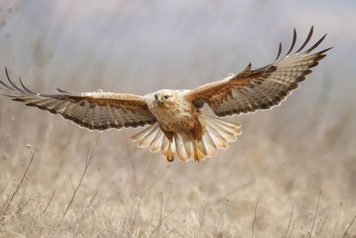 Long-legged Buzzard shutterstock_128494325.jpg