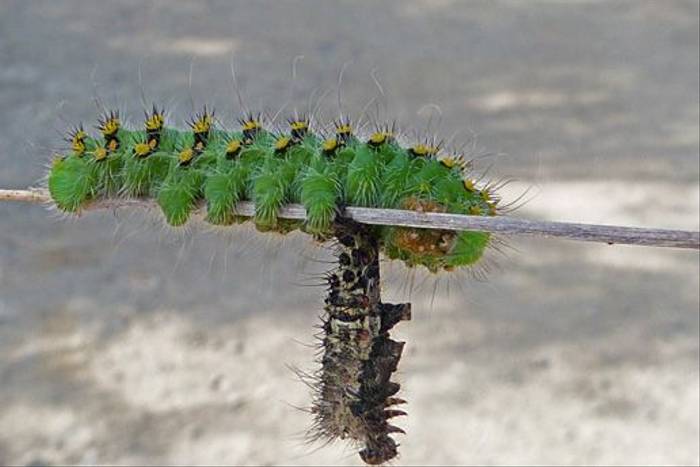 Emperor Moth caterpillar (Tom McJannet)