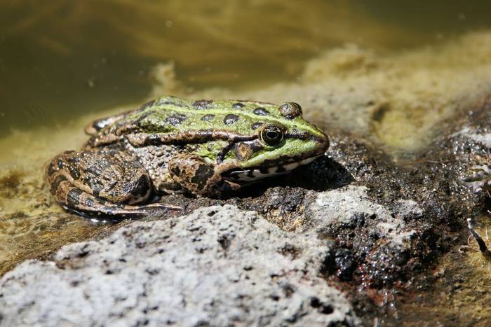 Marsh Frog (Pelophylax ridibundus) © Giorgi Natsvlishvili, May 2026