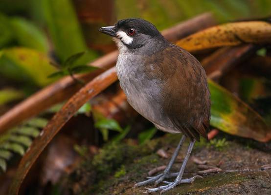 Jocotoco-Antpitta-shutterstock_279403976.jpg