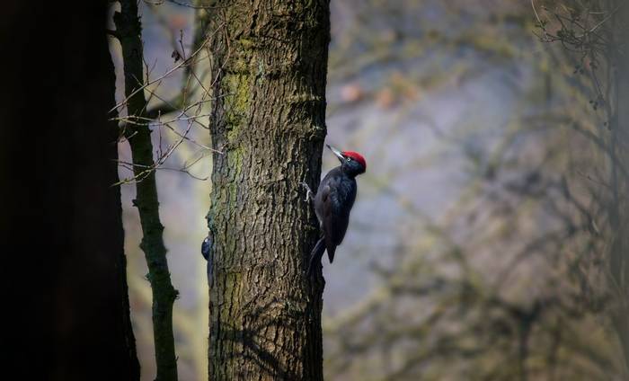 Black Woodpecker shutterstock_1698656512.jpg