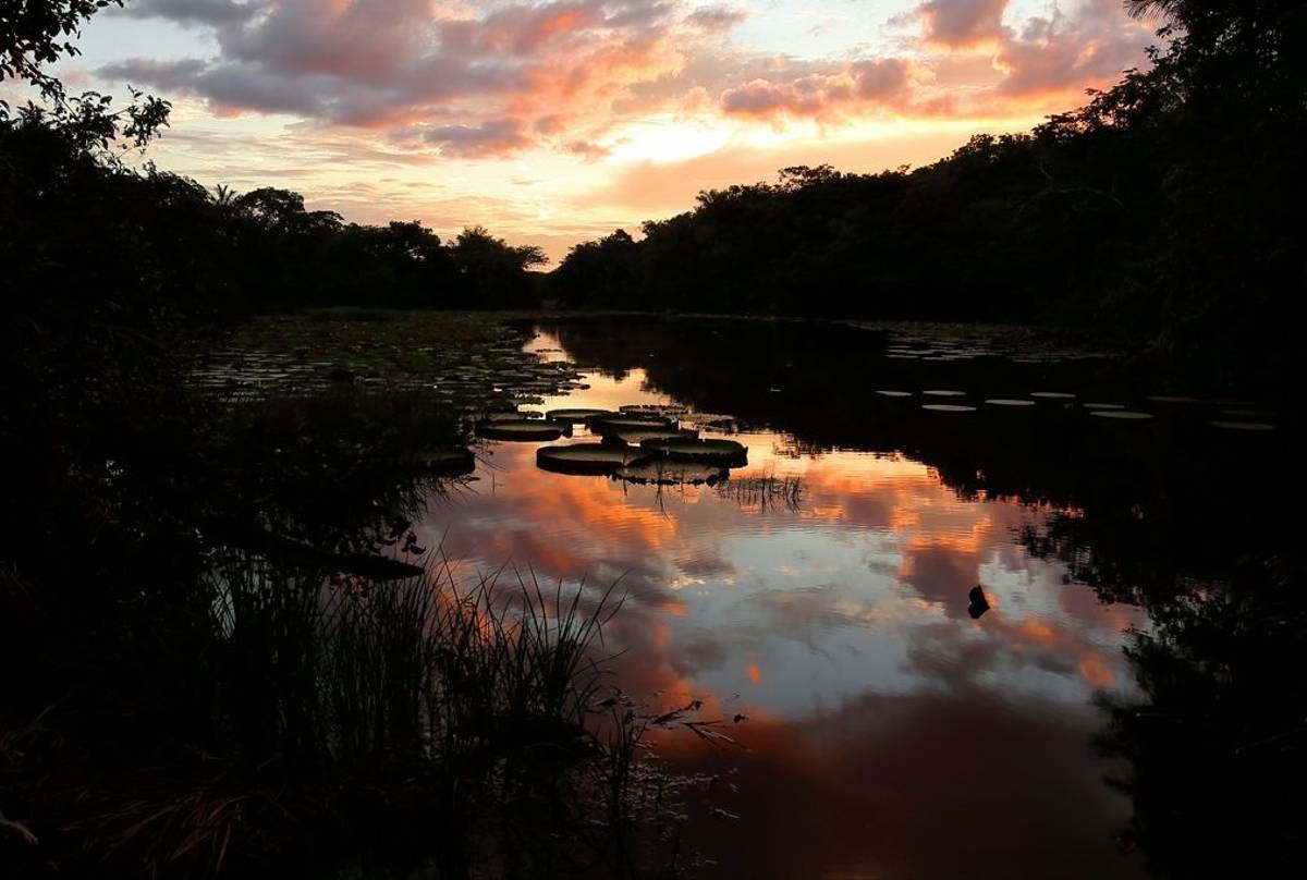 Vistoria Amazonica water lilys (Peter Stott)