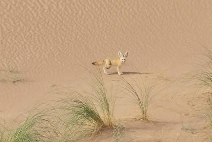 Fennec Fox © Brahim Elbarbouchi