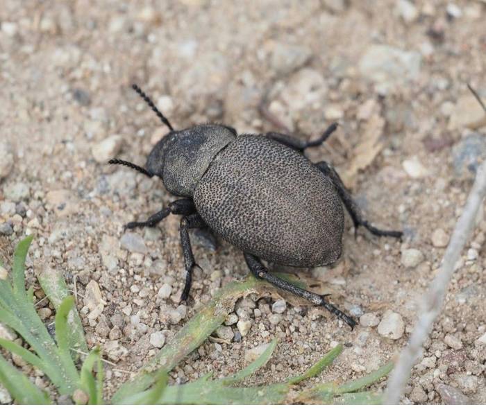 Pachyscelis vilosa © Dr Peter Vaughan, April 2026 tour