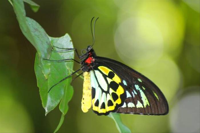 Cairns Birdwing Butterfly (endemic to north-eastern Australia)