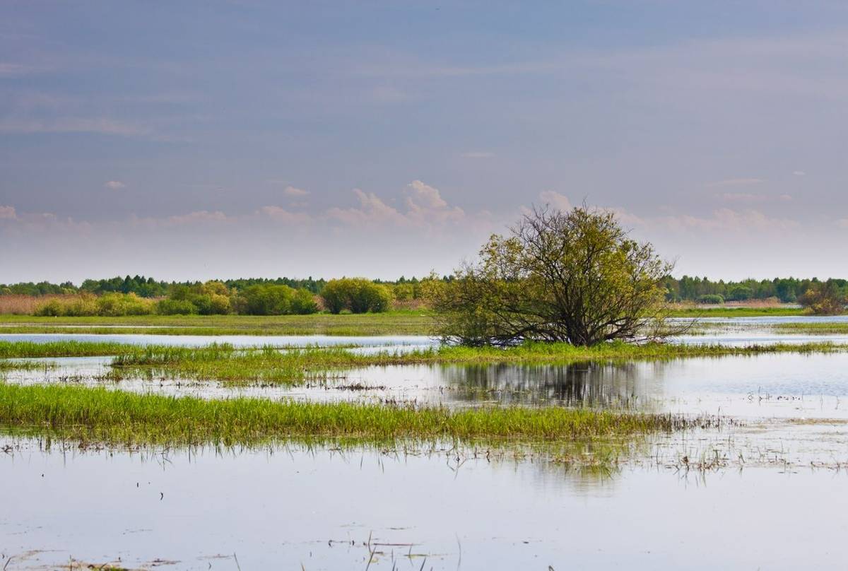 Biebrza Marshes