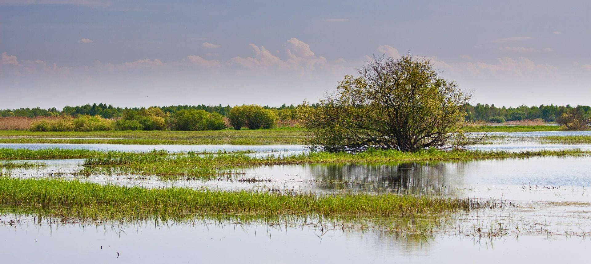 Biebrza Marshes