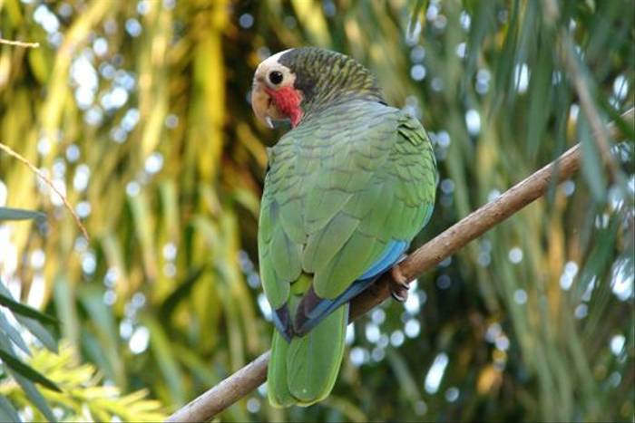 Cuban Parrot (A Kirkonell)