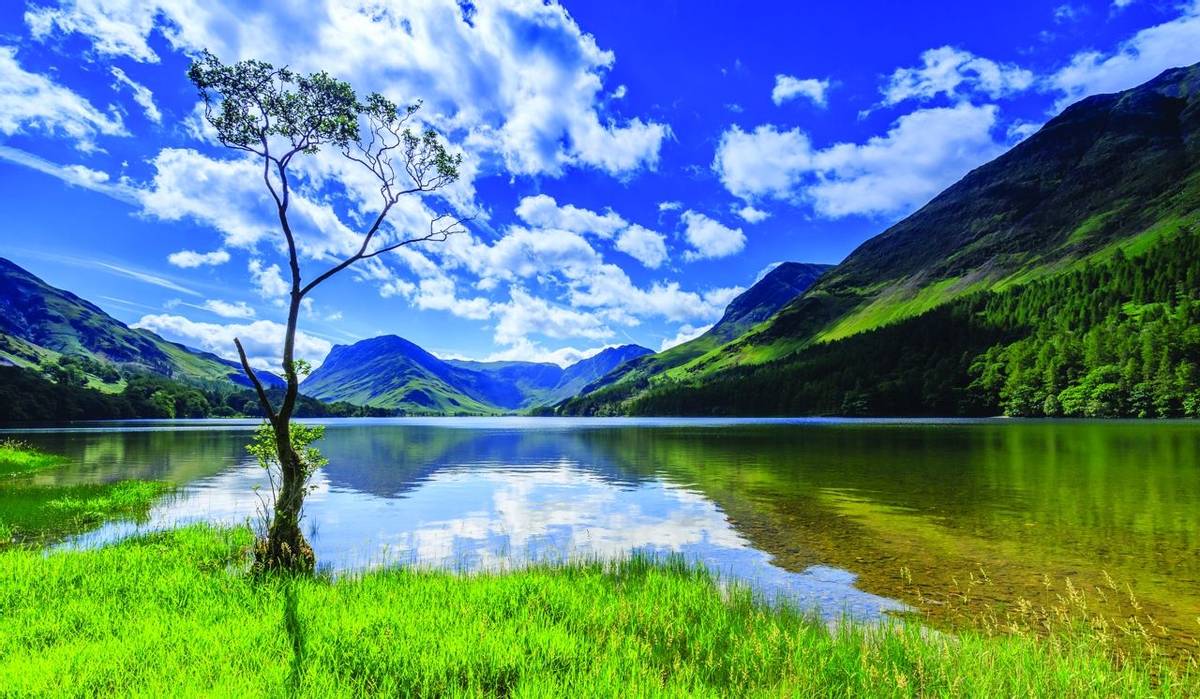 Lone tree at Buttermere, The Lake District, Cumbria, England