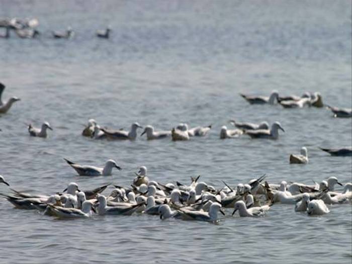 Slender-billed Gulls (Peter Dunn)