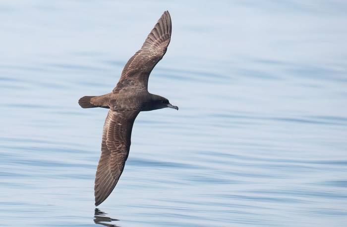 Flesh-footed Shearwater © Chris Griffin, November '25 tour.jpg