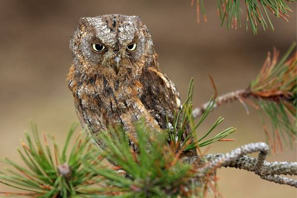 Eurasian Scops Owl, Montenegro shutterstock_403884727.jpg