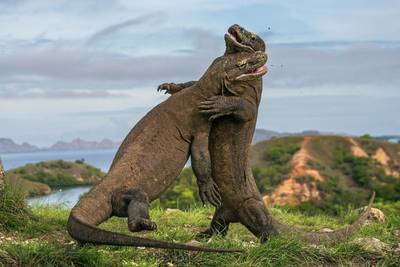 komodo dragon cruise